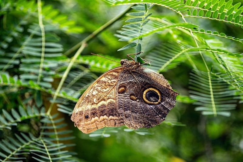 Butterfly Consequences